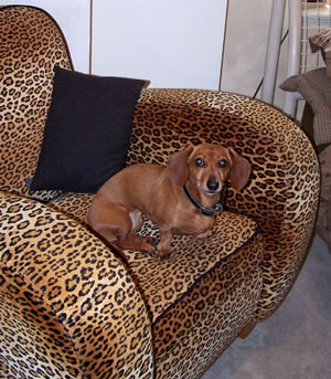 The new chair, thanks to Al! (Pootie doesn't come with the chair, darnit!)