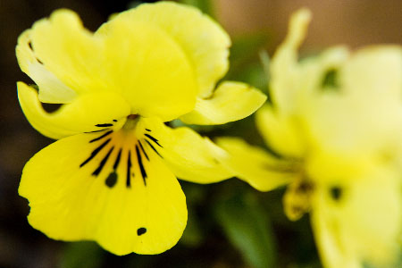 My first photowalk... Another flower I spotted